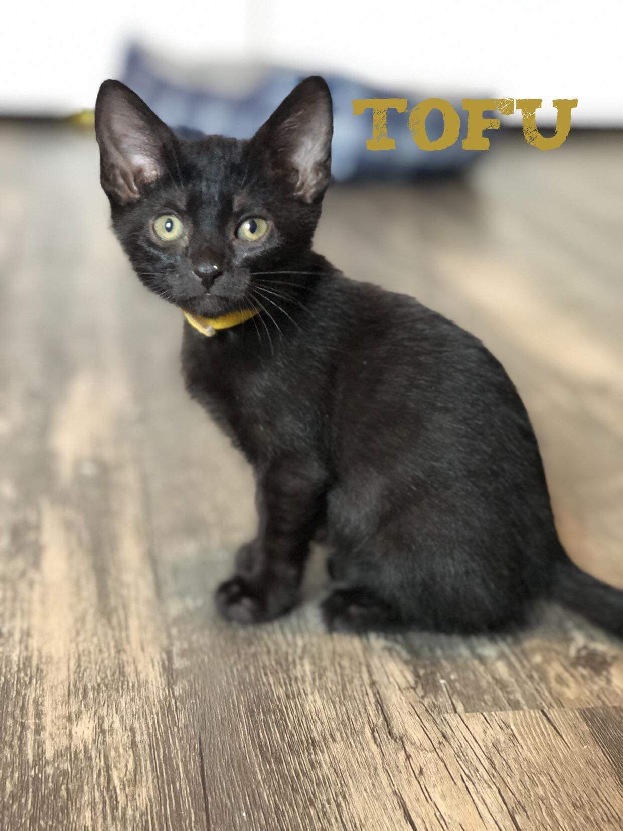 Tofu